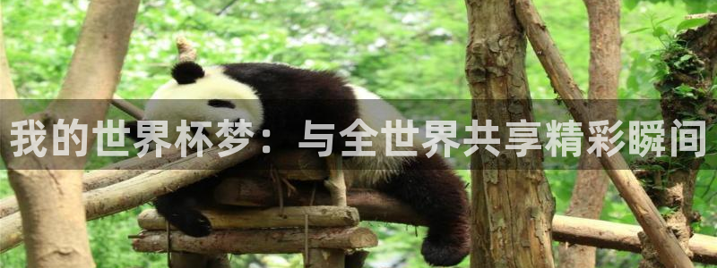 2026年男足世界杯：我的世界杯梦：与全世界共享精彩瞬间
